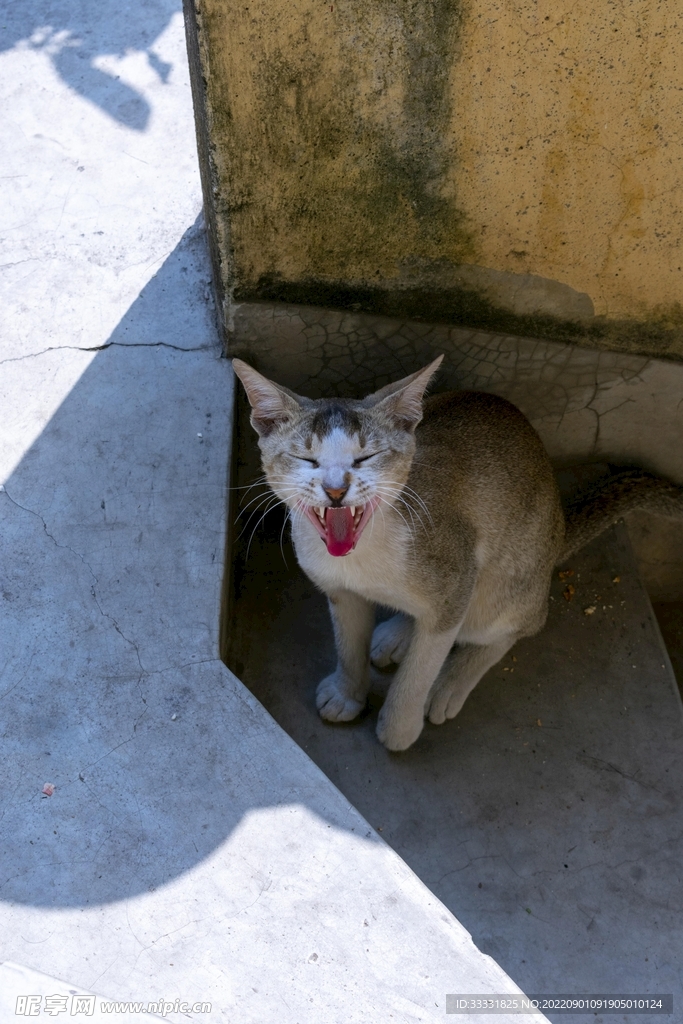 猫