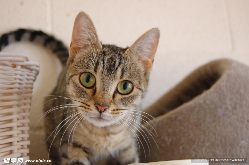 猫