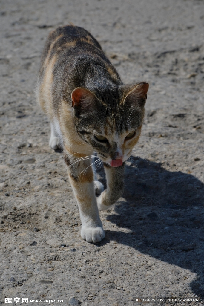 猫