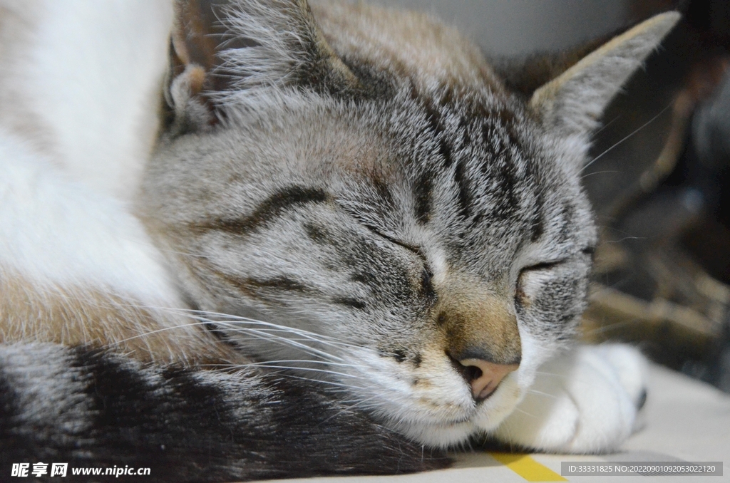猫
