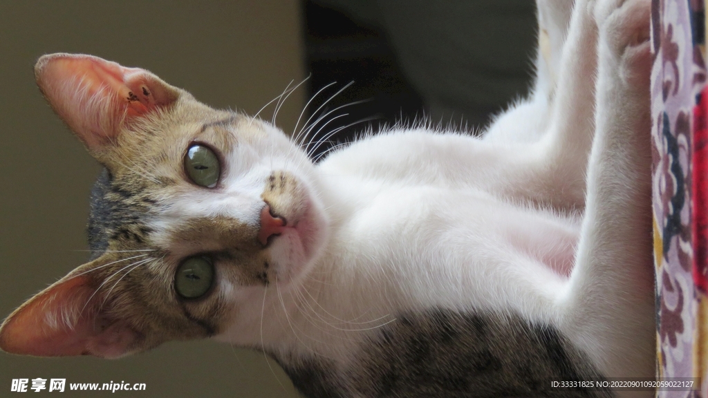 猫