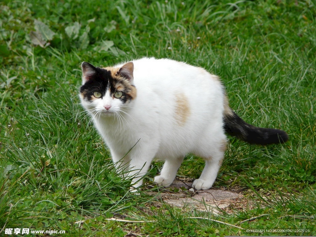 猫