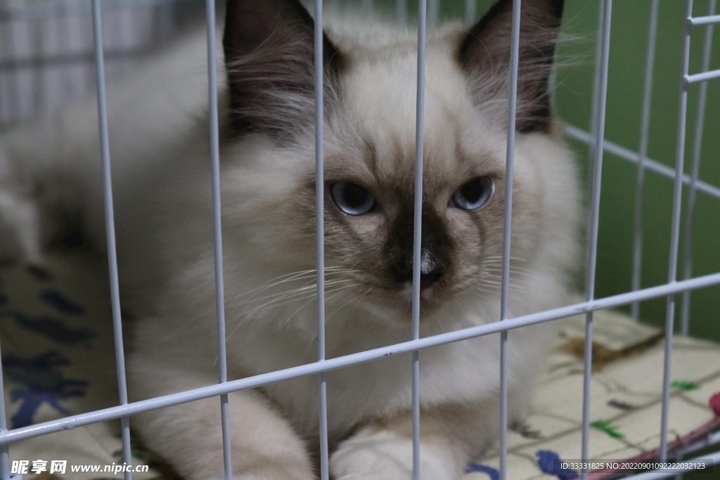 猫