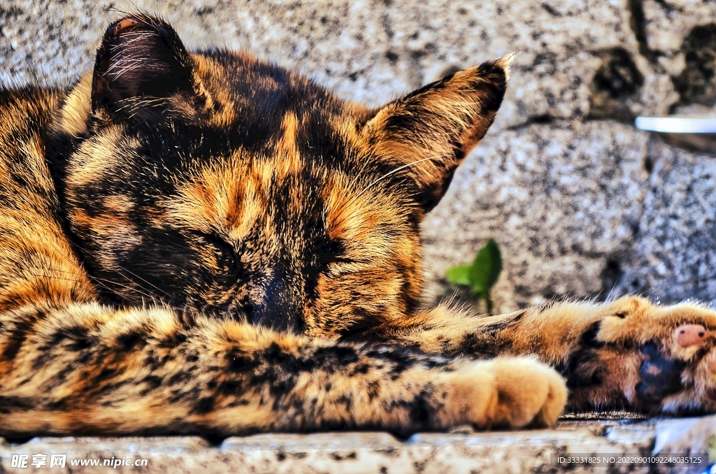 猫
