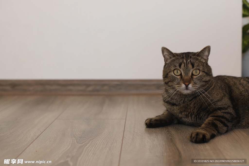 猫