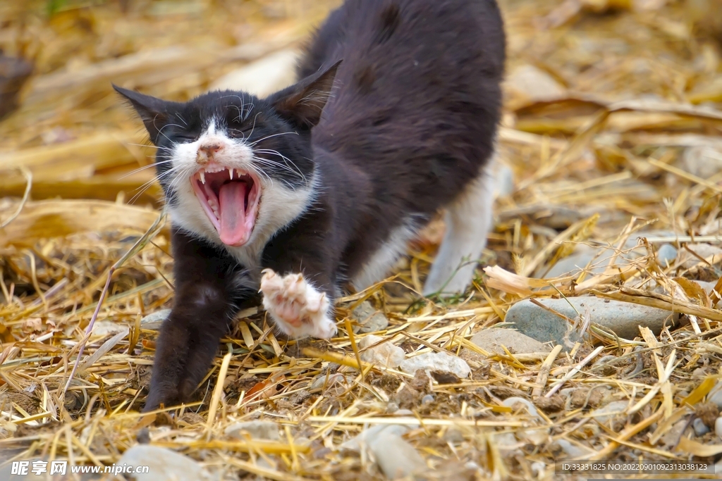 猫