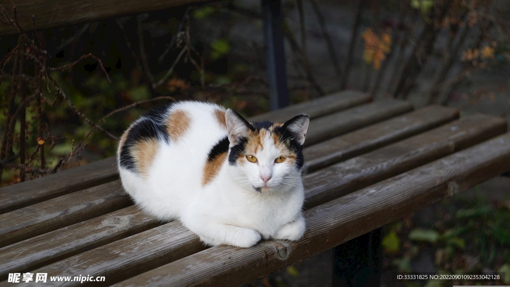 猫