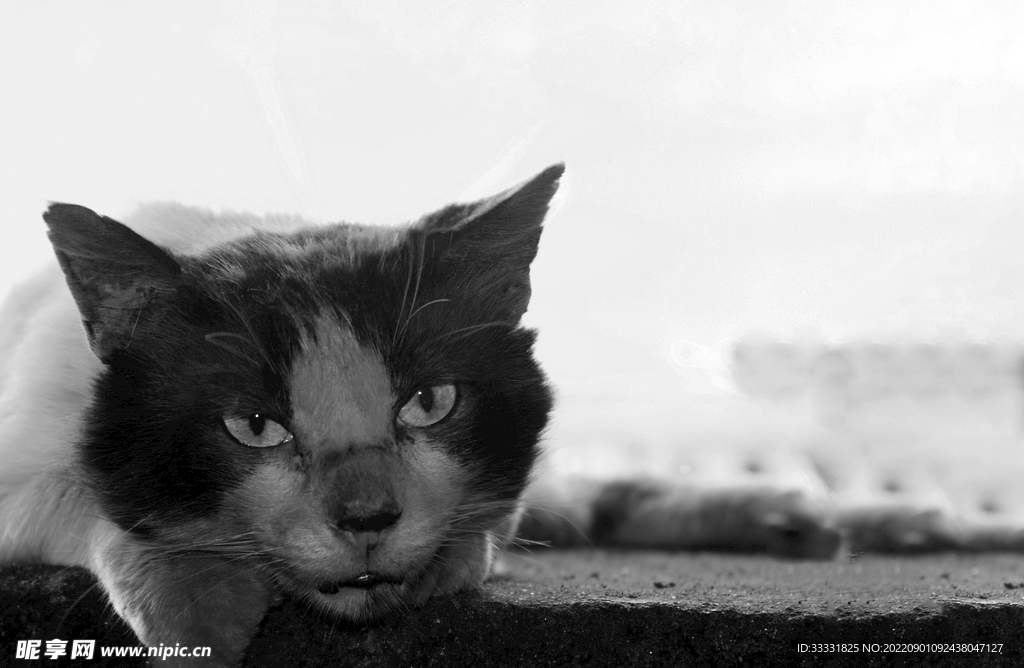 猫
