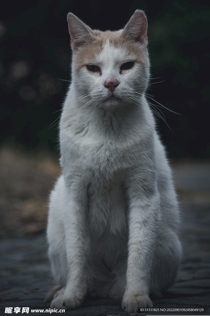 猫