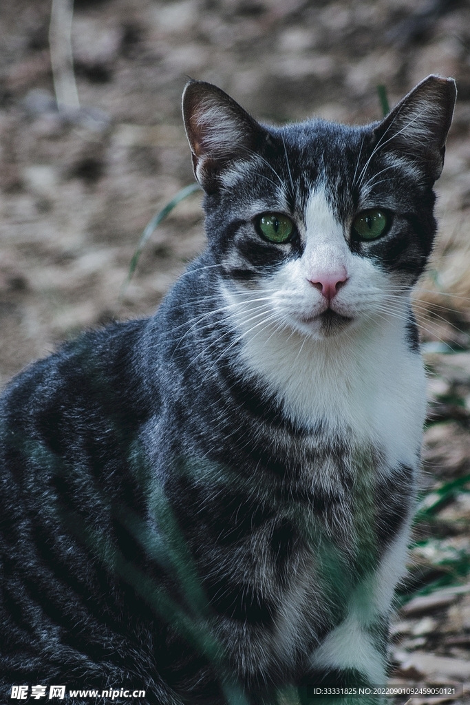 猫