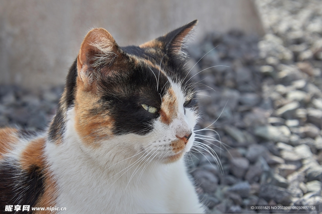 猫