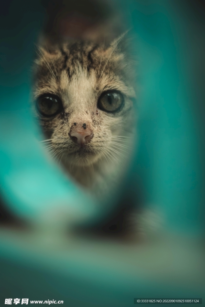猫