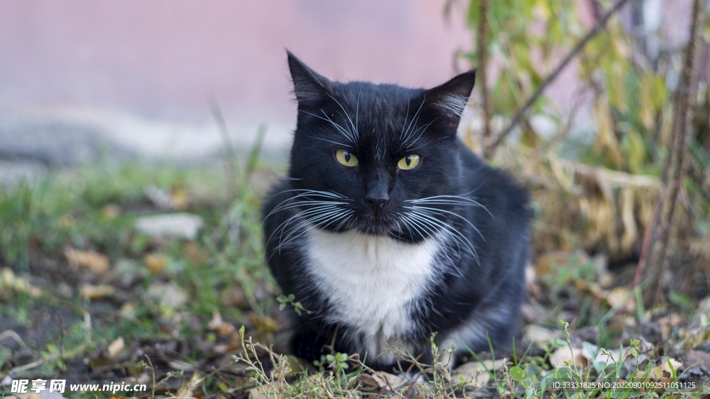 猫