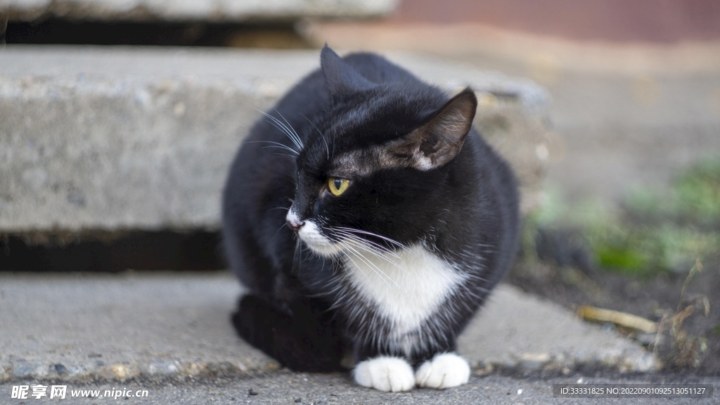 猫