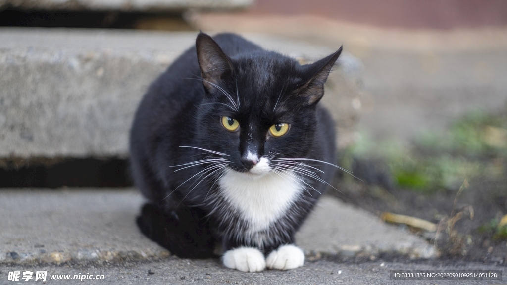猫