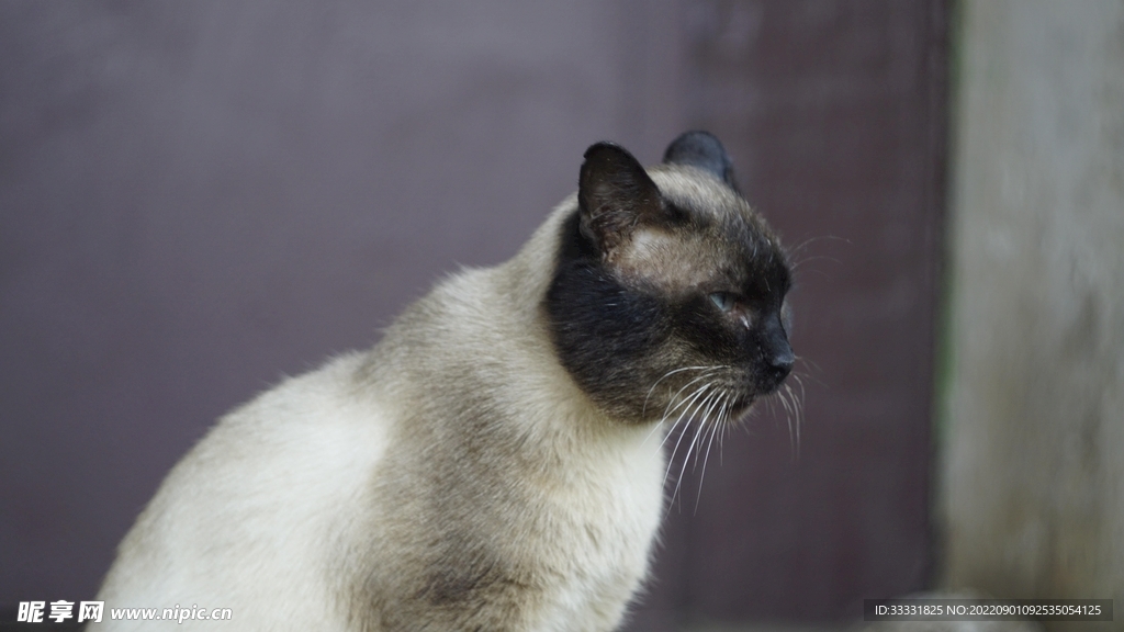 猫