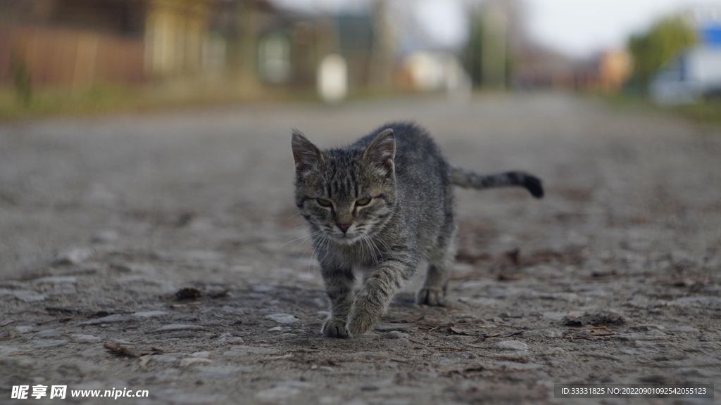 猫