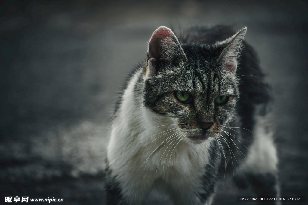猫