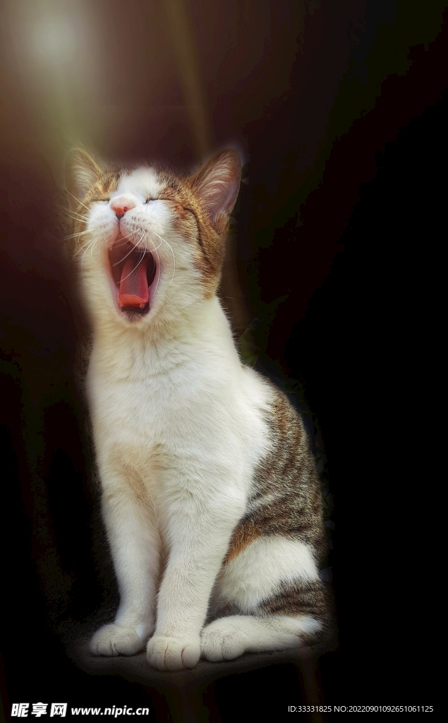 猫