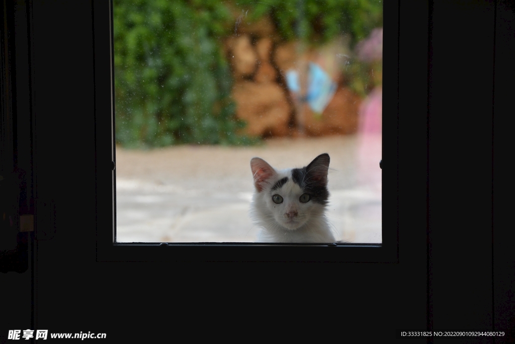 猫