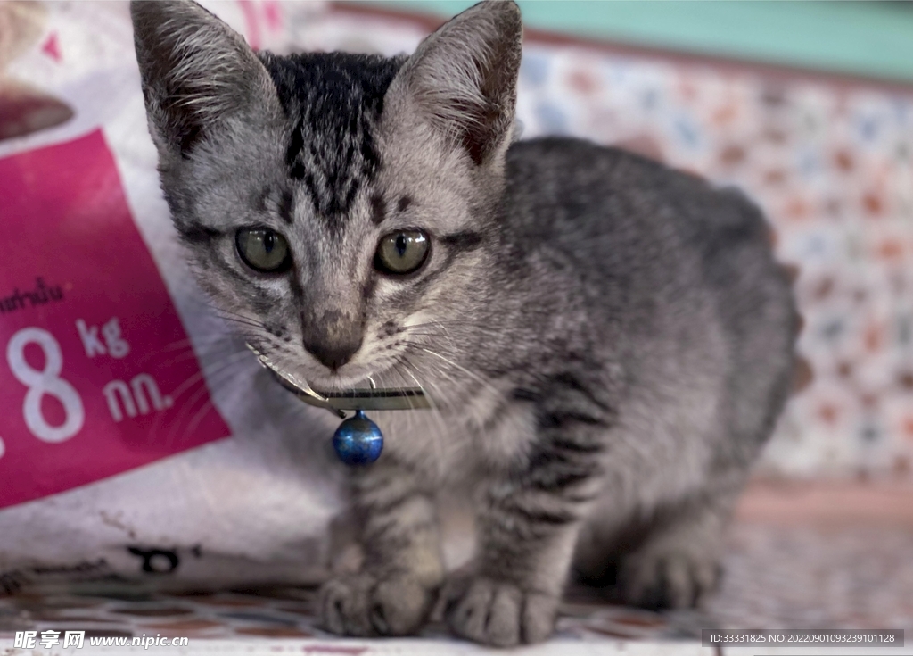猫