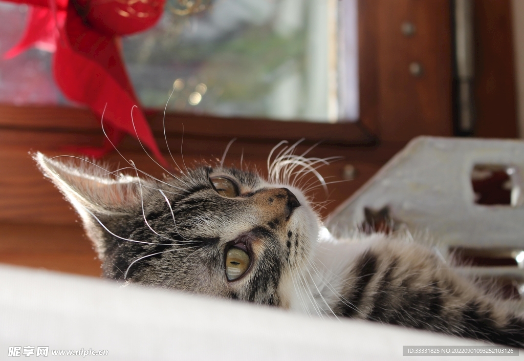 猫