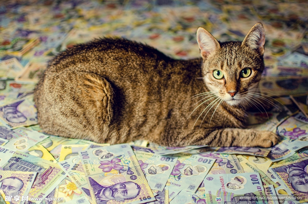 猫