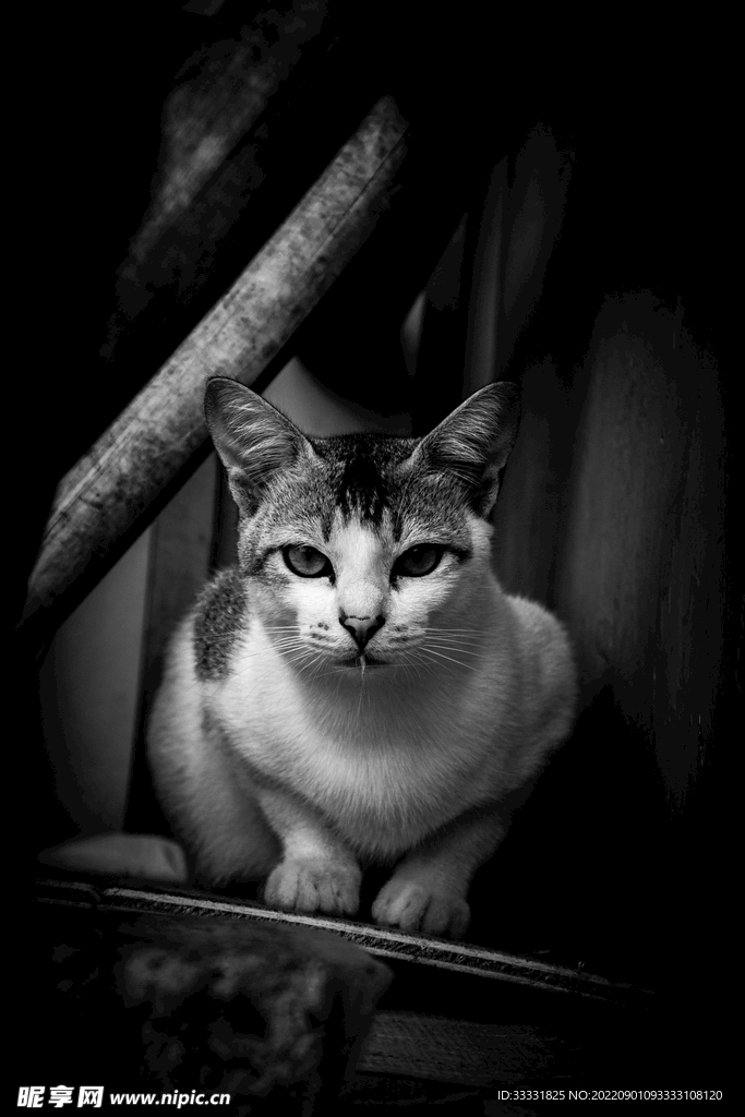 猫