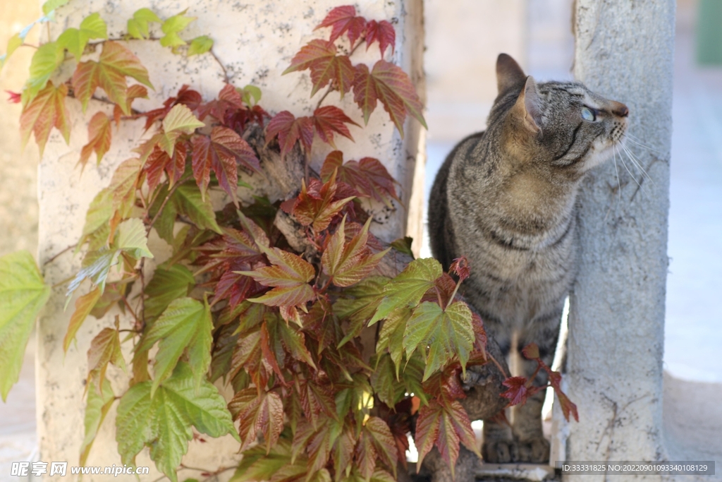 猫