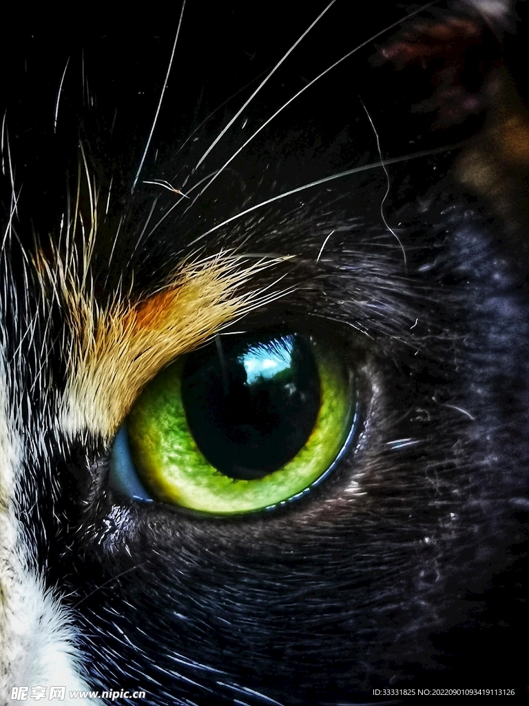 猫