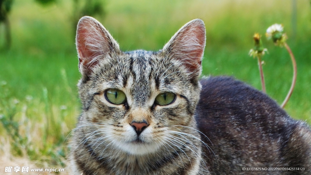 猫