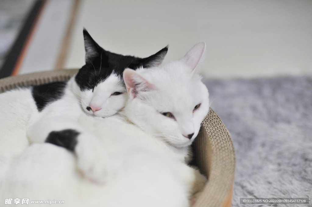 猫