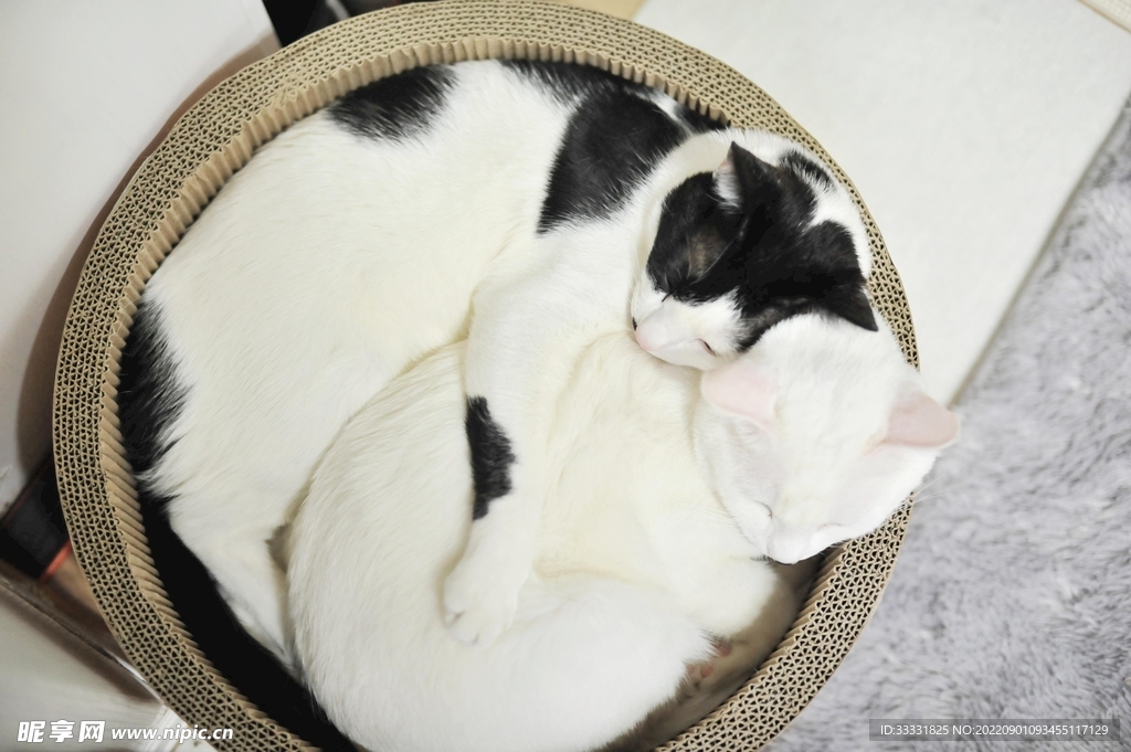 猫