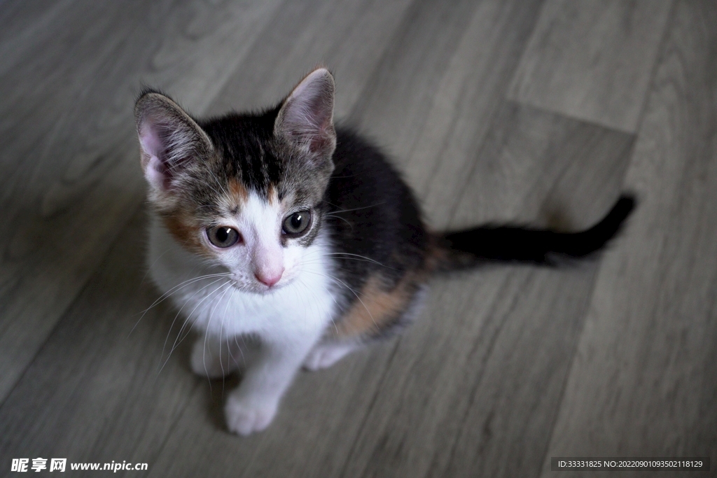 猫