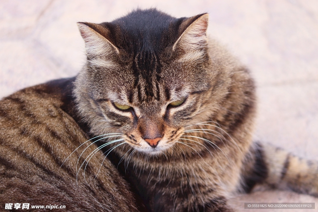 猫