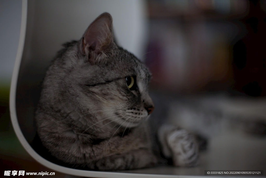 猫