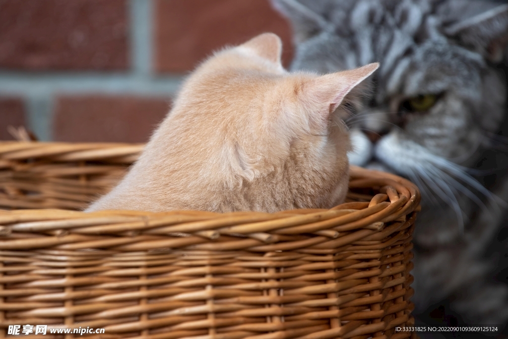 猫
