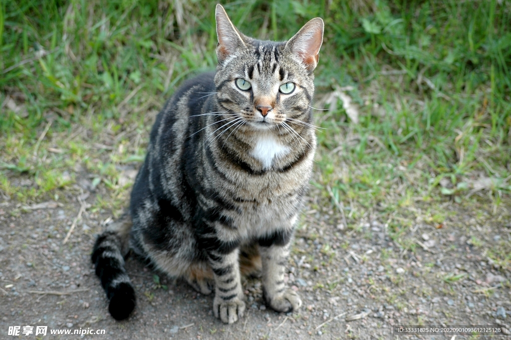 猫