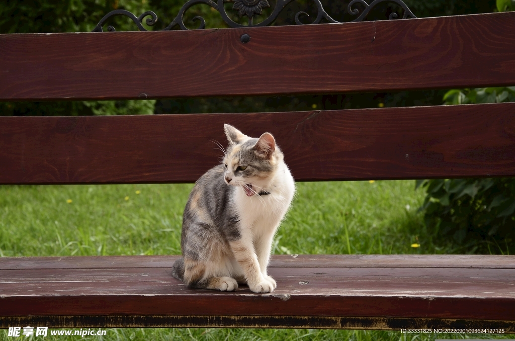 猫