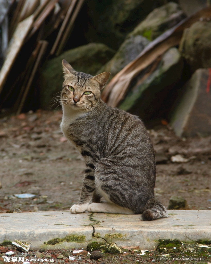 猫
