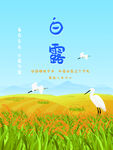 白露海报 中国风  传统节日 