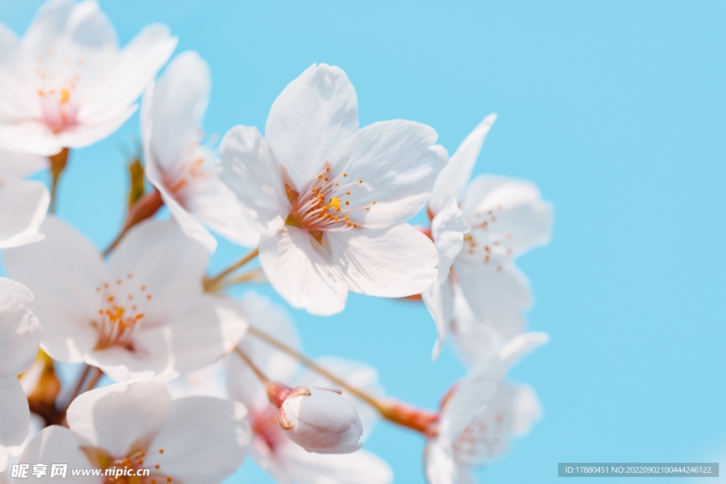 樱花
