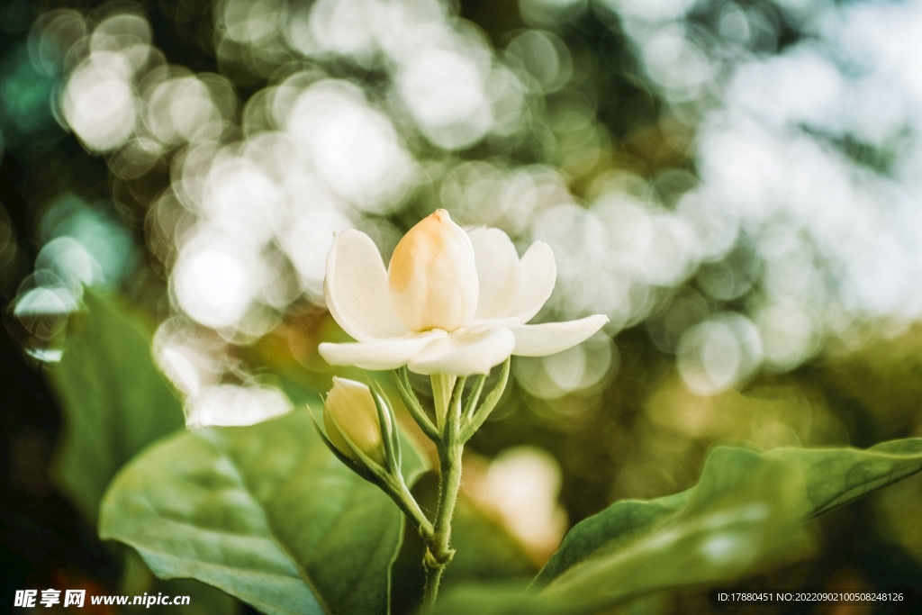 茉莉花