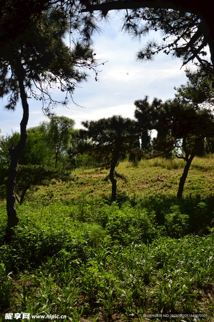 公园风景