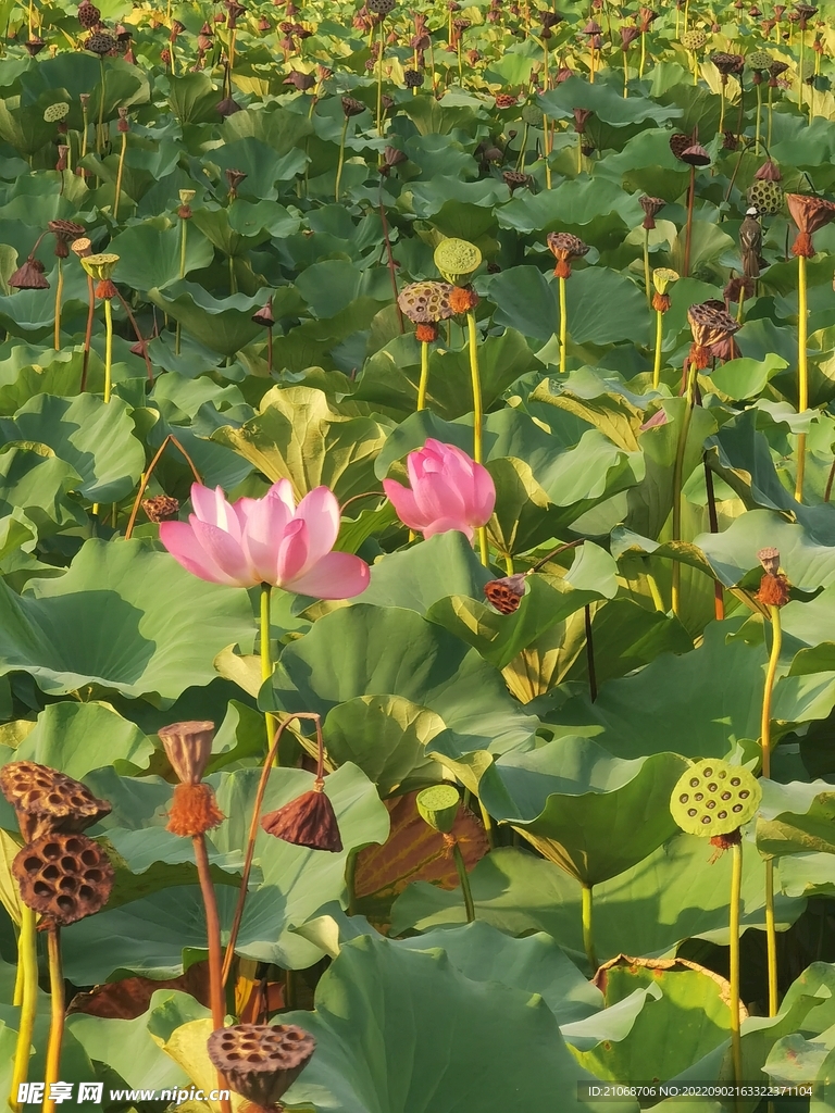 荷花