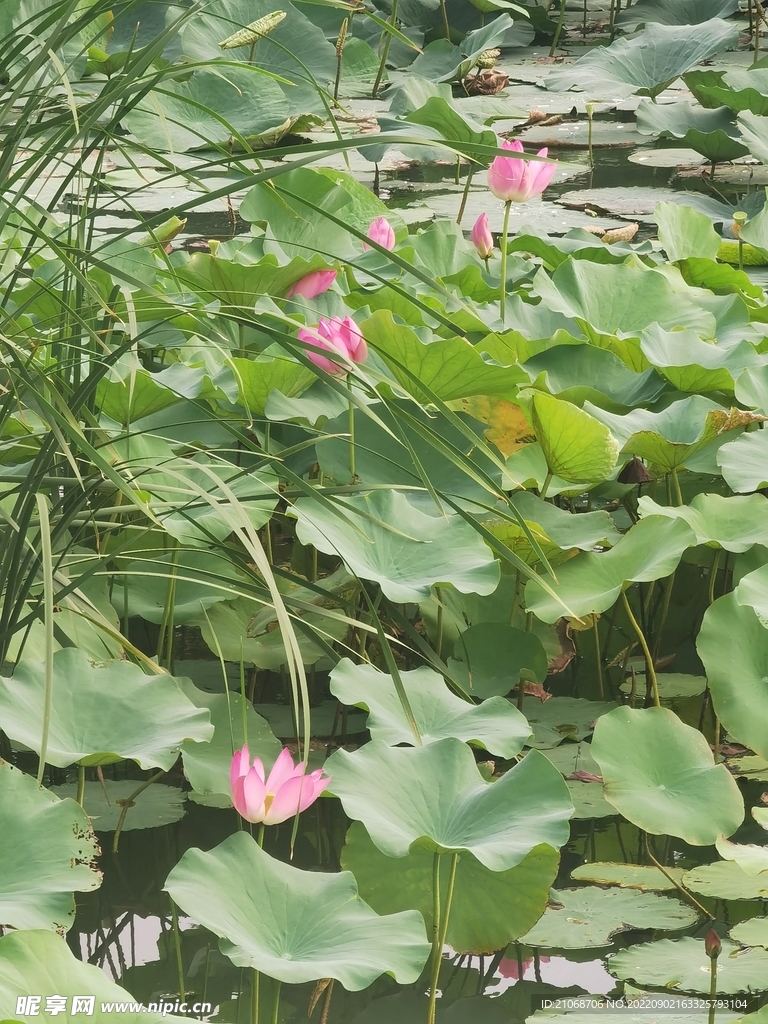荷花