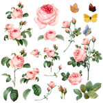 蔷薇野玫瑰水彩插画