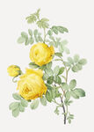 水彩手绘黄色蔷薇插画