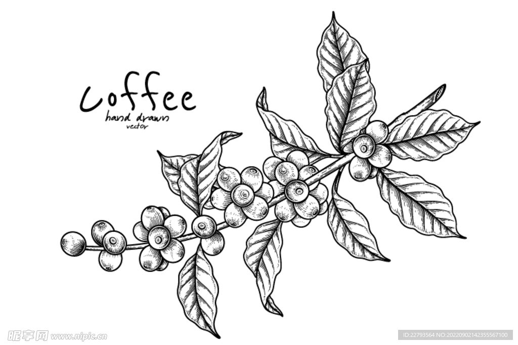 咖啡豆生长植物