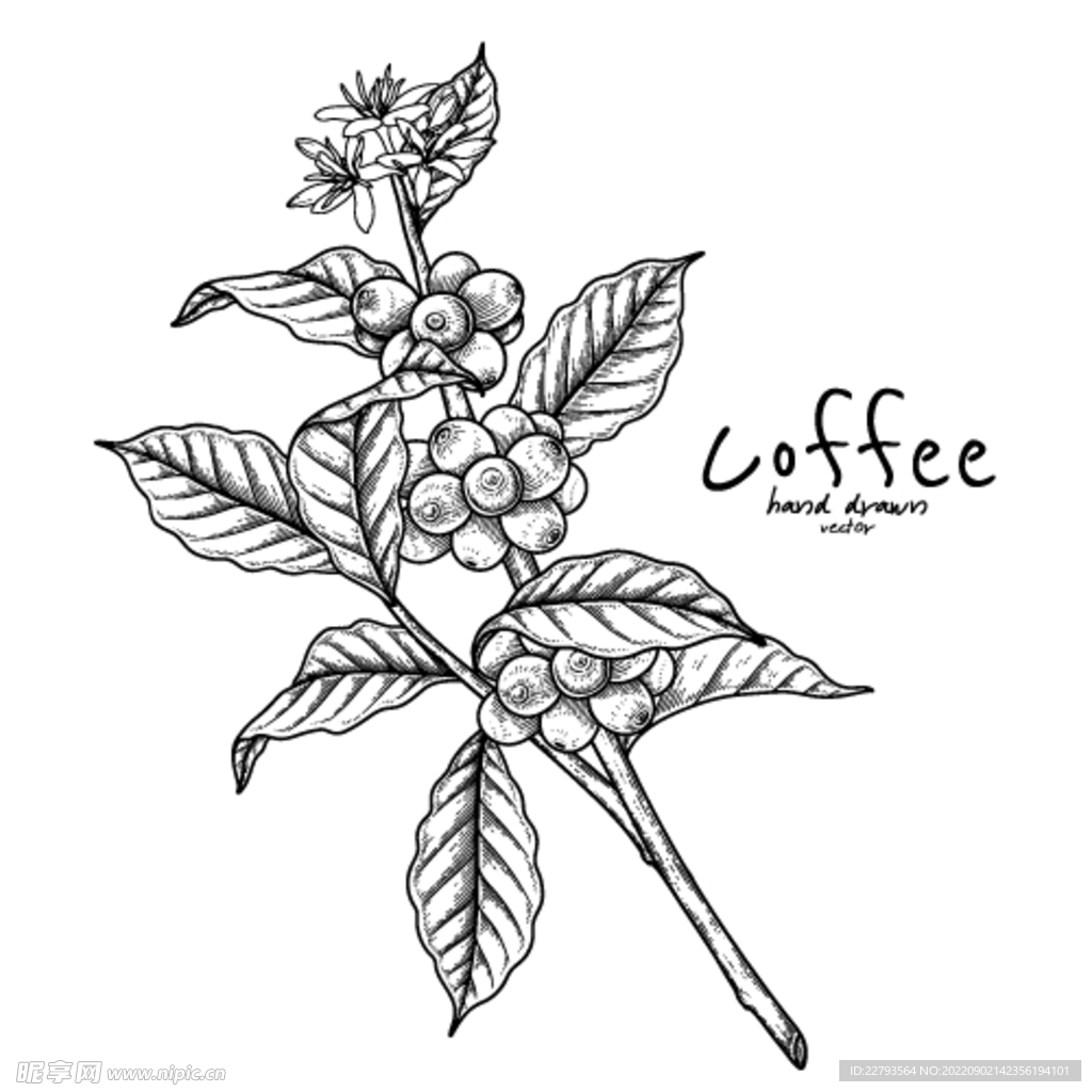 咖啡豆植物